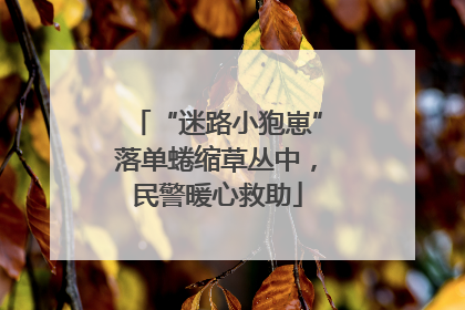 “迷路小狍崽”落单蜷缩草丛中，民警暖心救助