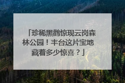 珍稀黑鹳惊现云岗森林公园！丰台这片宝地藏着多少惊喜？