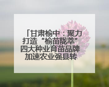 甘肃榆中：聚力打造“榆苗陇萃”四大种业育苗品牌 加速农业强县转型步伐