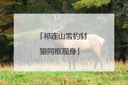 祁连山雪豹豺狼同框现身
