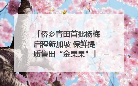 侨乡青田首批杨梅启程新加坡 保鲜提质售出“金果果”