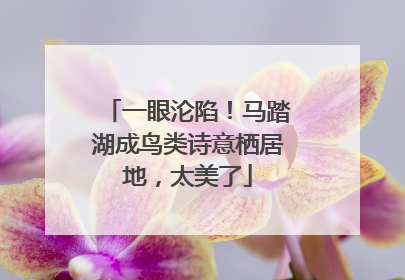 一眼沦陷！马踏湖成鸟类诗意栖居地，太美了