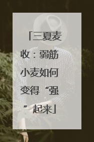 三夏麦收：弱筋小麦如何变得“强”起来