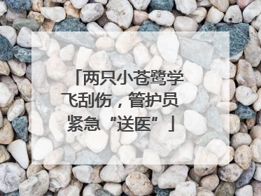 两只小苍鹭学飞刮伤，管护员紧急“送医”