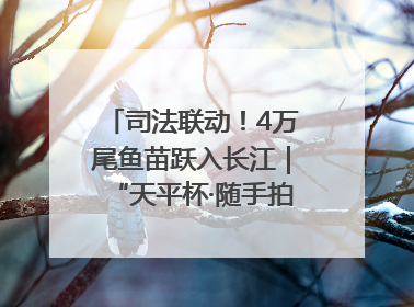 司法联动！4万尾鱼苗跃入长江｜“天平杯·随手拍”作品展播