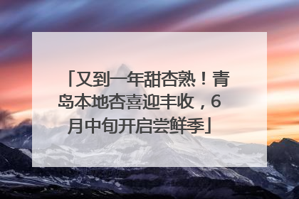 又到一年甜杏熟！青岛本地杏喜迎丰收，6月中旬开启尝鲜季