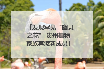 发现罕见“幽灵之花” 贵州植物家族再添新成员