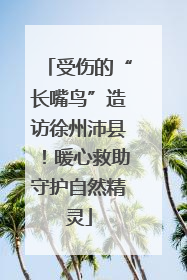 受伤的“长嘴鸟”造访徐州沛县！暖心救助守护自然精灵