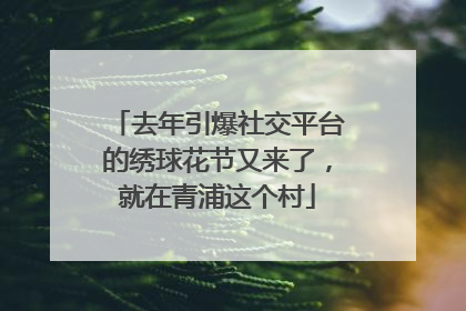 去年引爆社交平台的绣球花节又来了，就在青浦这个村