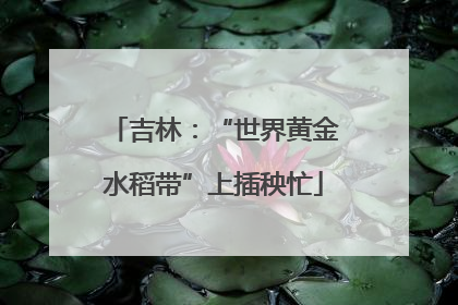 吉林：“世界黄金水稻带”上插秧忙