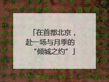 在首都北京，赴一场与月季的“倾城之约”