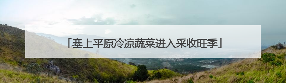 塞上平原冷凉蔬菜进入采收旺季