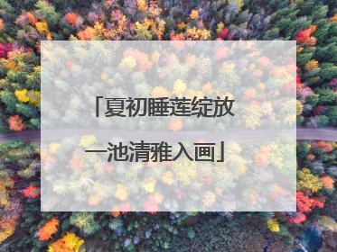 夏初睡莲绽放 一池清雅入画