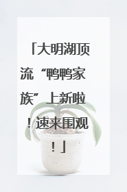 大明湖顶流“鸭鸭家族”上新啦！速来围观！