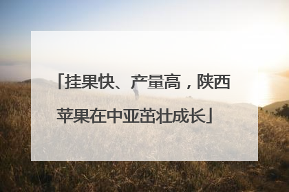 挂果快、产量高，陕西苹果在中亚茁壮成长