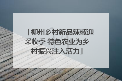 柳州乡村新品辣椒迎采收季 特色农业为乡村振兴注入活力