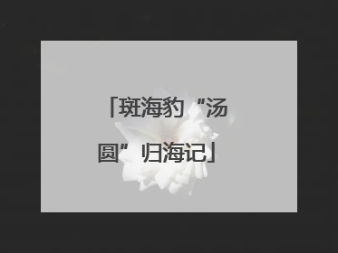斑海豹“汤圆”归海记