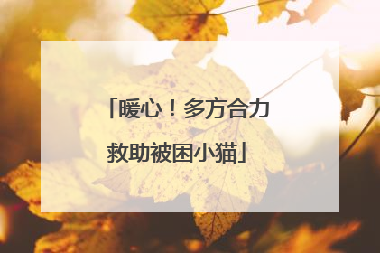 暖心！多方合力救助被困小猫