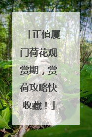 正值厦门荷花观赏期，赏荷攻略快收藏！