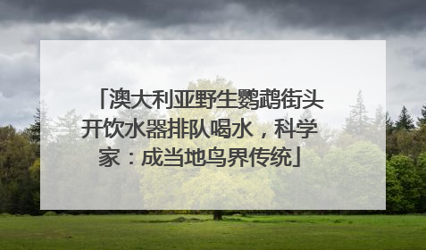 澳大利亚野生鹦鹉街头开饮水器排队喝水，科学家：成当地鸟界传统