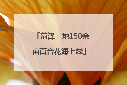 菏泽一地150余亩百合花海上线