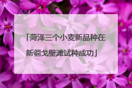 菏泽三个小麦新品种在新疆戈壁滩试种成功