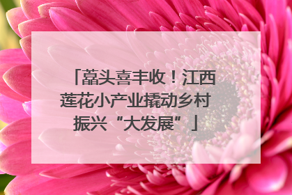 藠头喜丰收！江西莲花小产业撬动乡村振兴“大发展”