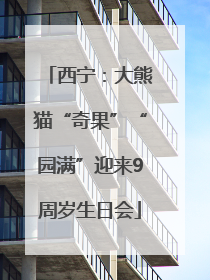 西宁：大熊猫“奇果”“园满”迎来9周岁生日会