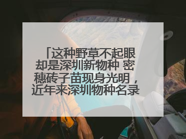 这种野草不起眼 却是深圳新物种 密穗砖子苗现身光明，近年来深圳物种名录不断刷新