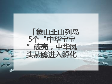 象山韭山列岛5个“中华宝宝”破壳，中华凤头燕鸥进入孵化育儿关键期