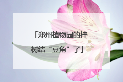 郑州植物园的梓树结“豆角”了