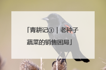 青耕记③｜老种子蔬菜的销售困局