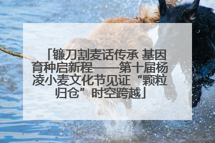镰刀割麦话传承 基因育种启新程——第十届杨凌小麦文化节见证“颗粒归仓”时空跨越