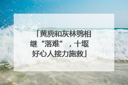 黄麂和灰林鸮相继“落难”，十堰好心人接力施救